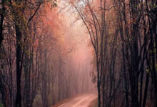 [英超]哈兰德头球摆渡 麦卡蒂垫射破门.